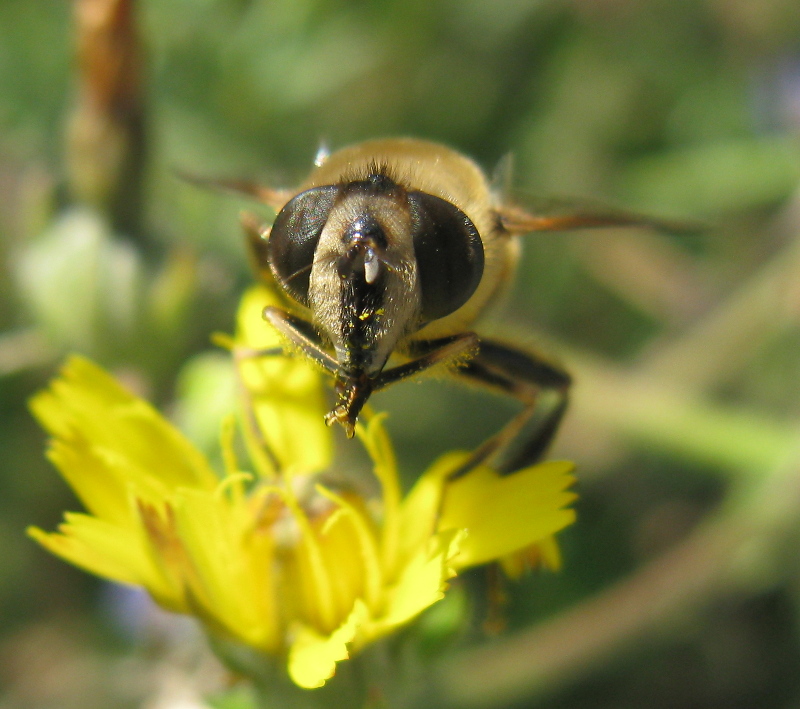 Eristalis tenax?